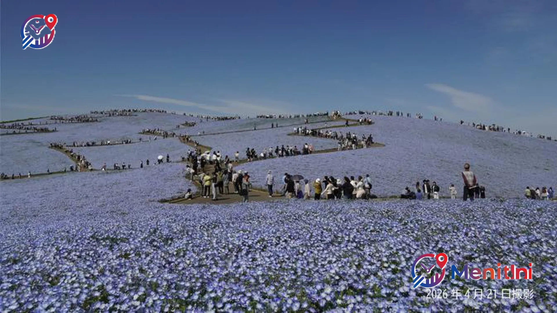 Lautan Biru di Negeri Sakura: Pesona 5,3 Juta Bunga Nemophila yang Menghipnotis Dunia