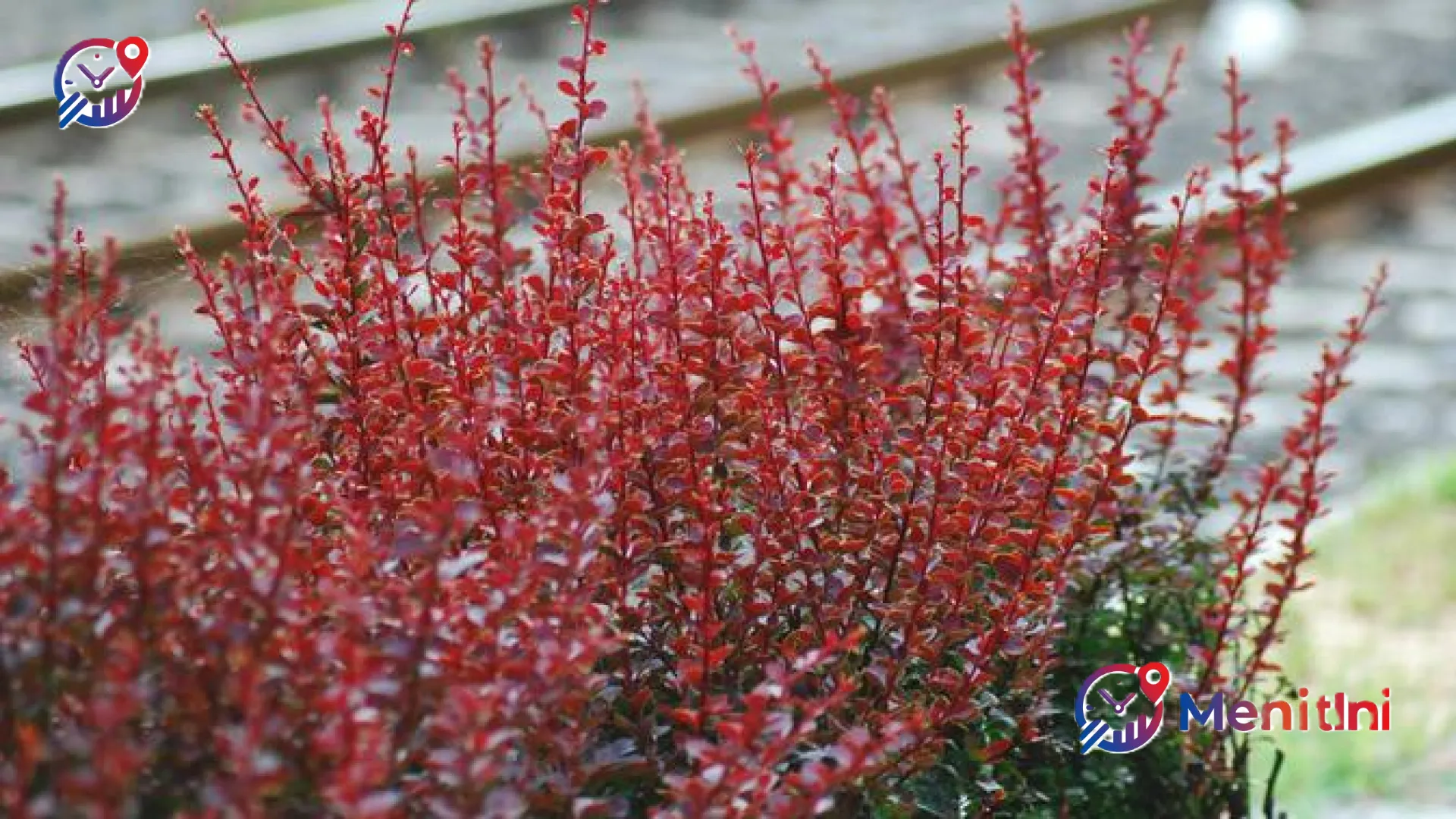 5 Tanaman Semak Estetik Minim Perawatan: Solusi Cerdas untuk Taman Cantik Tanpa Ribet