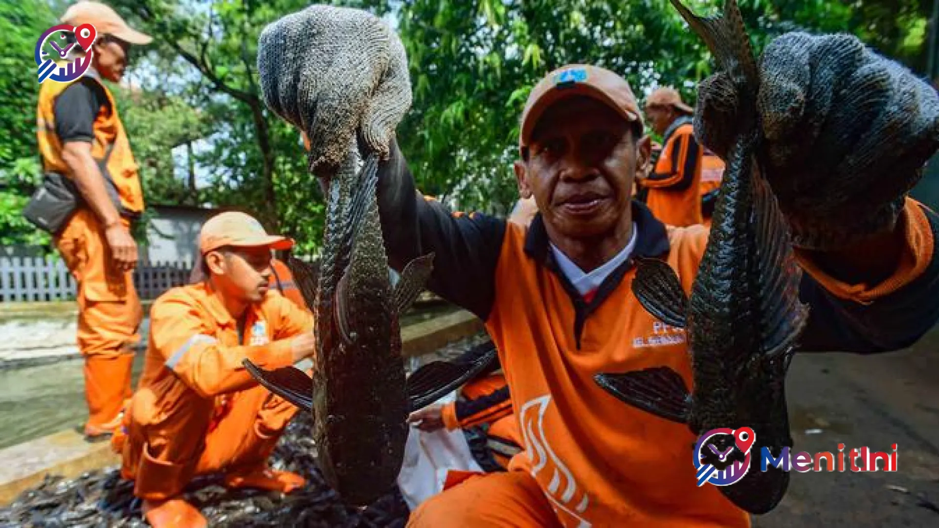 Solusi Inovatif IPB: Mengolah Ikan Sapu-Sapu Menjadi Pupuk Organik Cair Bernilai Tinggi