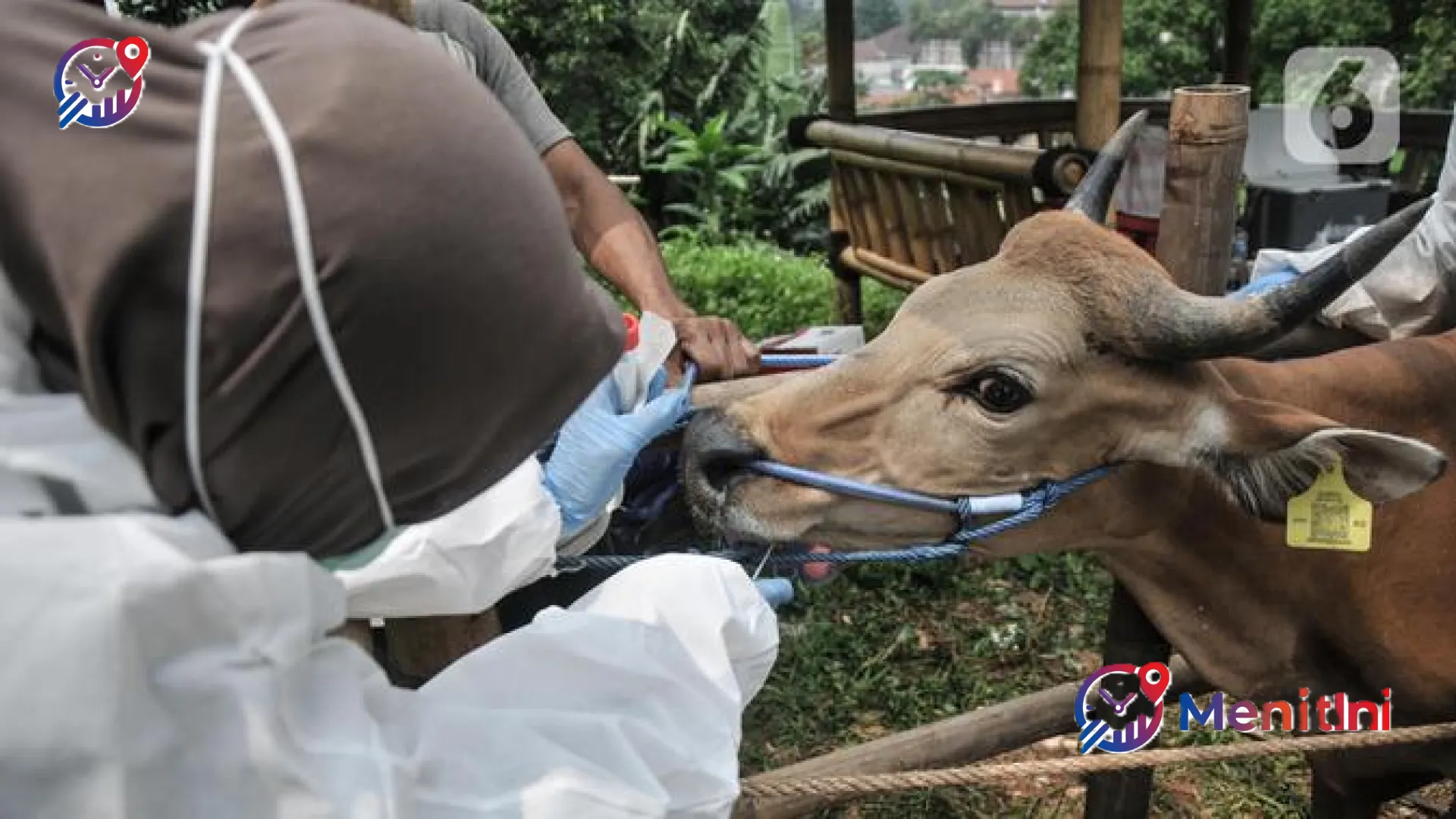 Waspada Hoaks Kurban: Dari Isu Kebijakan Menteri Hingga Fenomena ‘Ajaib’ yang Menyesatkan