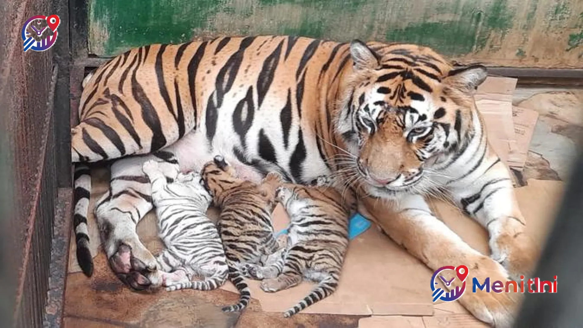 Kado Spesial Konservasi: Kelahiran Tiga Bayi Harimau Benggala di Taman Safari Prigen Menjadi Angin Segar Kelestarian Satwa
