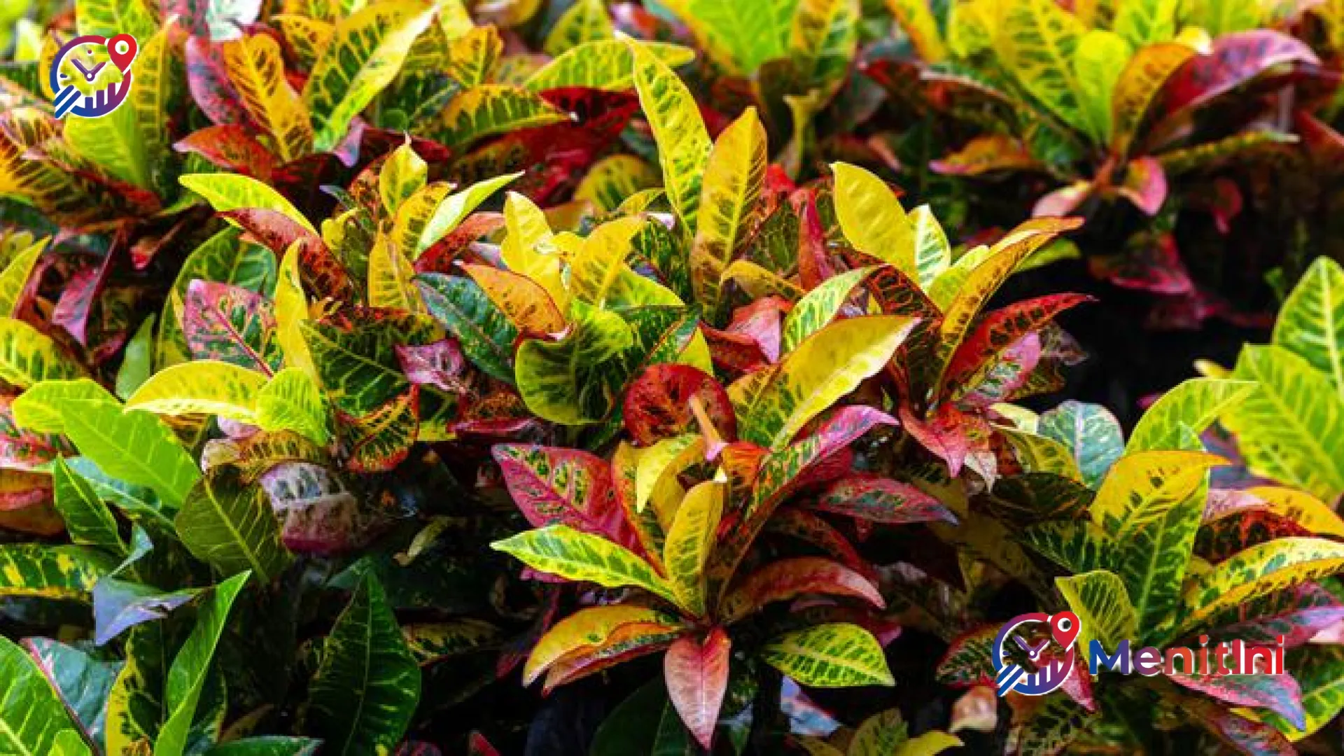 Rahasia Tanaman Puring: Estetika Daun Berwarna-Warni dan Manfaat Medis yang Jarang Diketahui