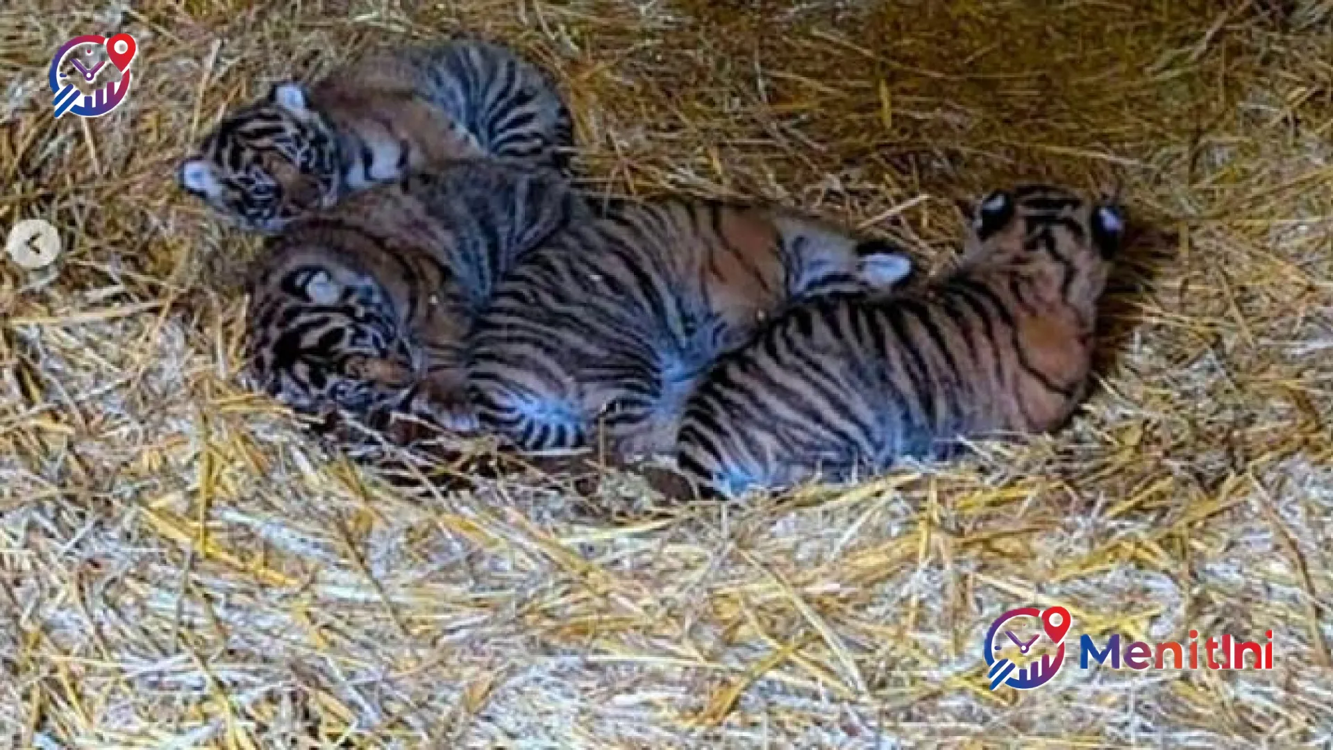 Kado Indah dari Inggris: Kelahiran Empat Bayi Harimau Sumatera di Howletts Menjadi Harapan Baru Bagi Konservasi Global
