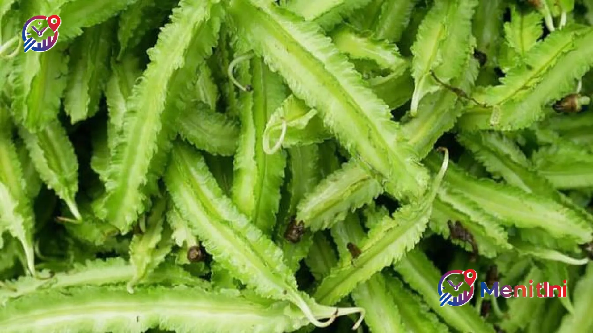 Rahasia Sehat di Balik Sayur Kecipir: ‘Superfood’ Lokal yang Kaya Nutrisi dan Manfaat