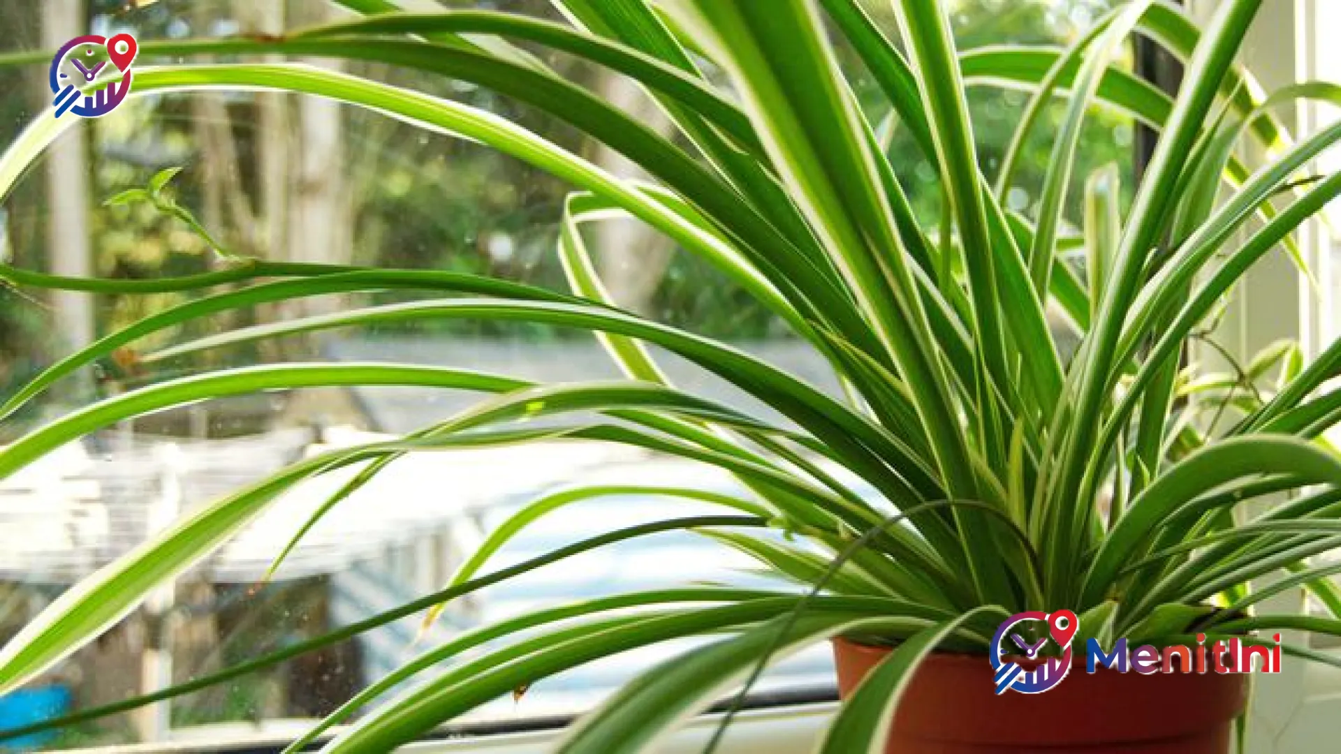 Panduan Lengkap Merawat Spider Plant: Rahasia Tanaman Hias Tampil Rimbun dan Estetik di Dalam Rumah