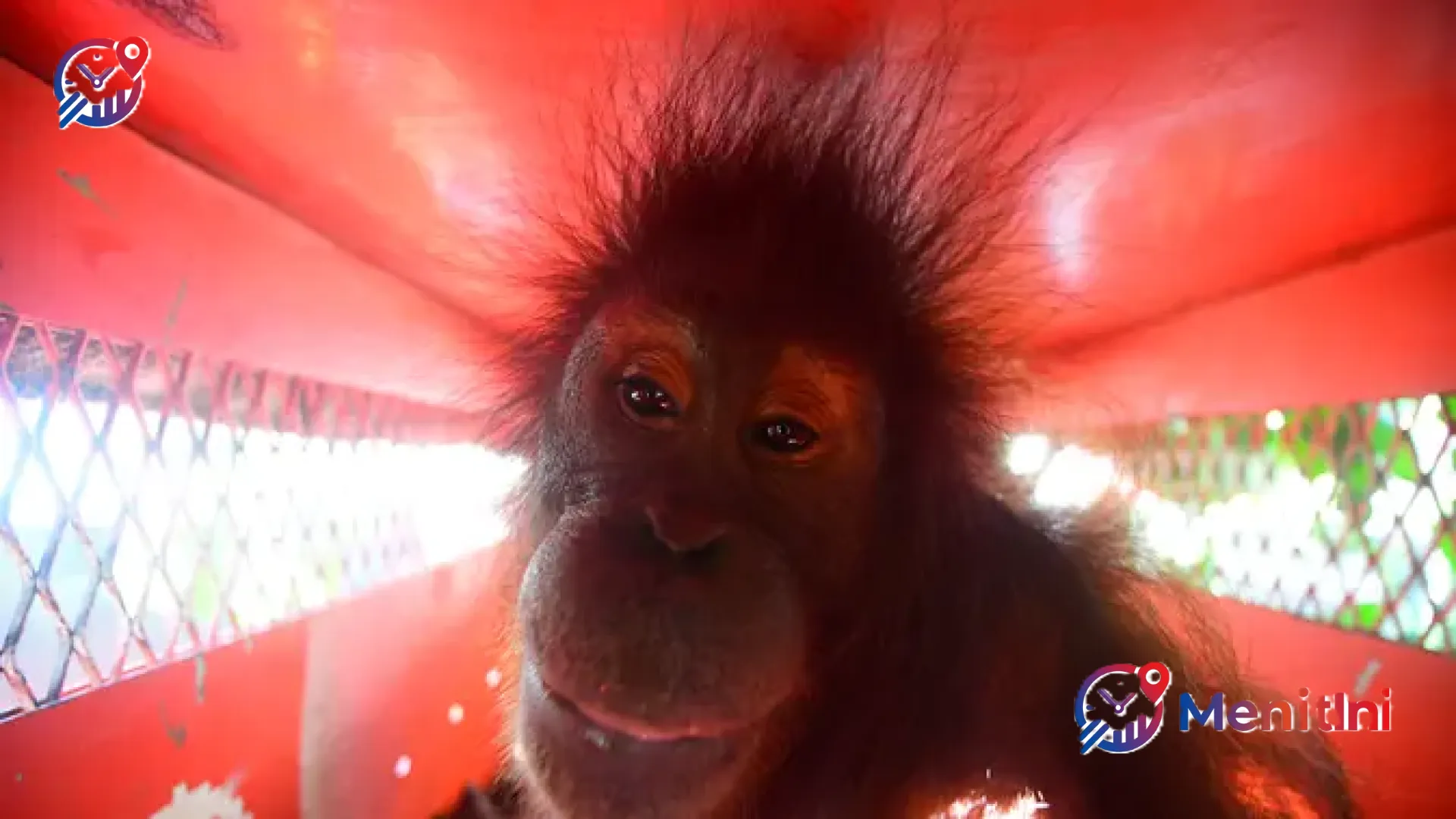 Menjemput Kebebasan di Rimba Mesangat: Kisah Haru Kepulangan Tiga Orangutan Jelang HKAN 2026