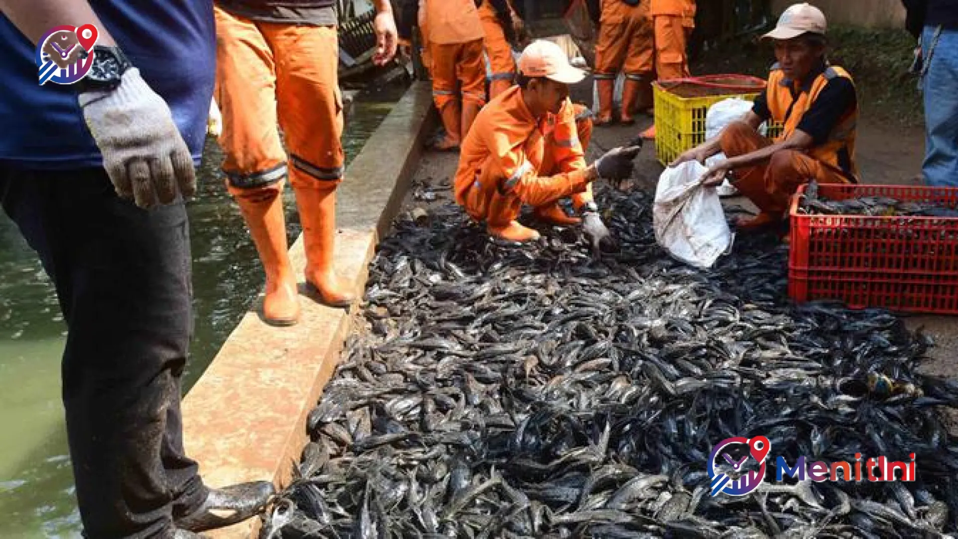 Ancaman Tersembunyi Ikan Sapu-Sapu: Dari Gangguan Pencernaan Hingga Risiko Kanker Akibat Pencemaran