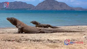 Jaga Eksistensi Sang Naga, Pemerintah Resmi Batasi Kuota Wisatawan di Taman Nasional Komodo