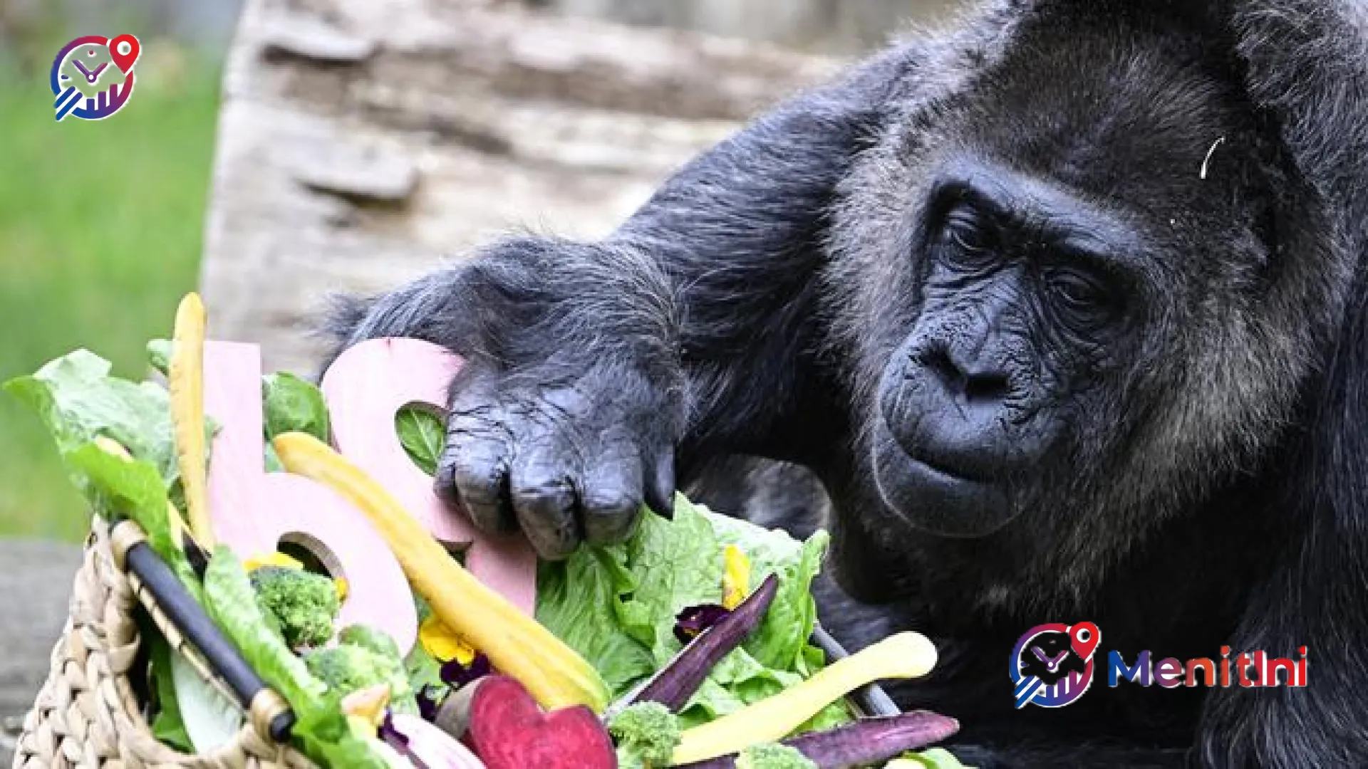 Kisah Fatou: Gorila Tertua di Dunia yang Merayakan Ulang Tahun ke-69 dengan Kesederhanaan yang Menyentuh