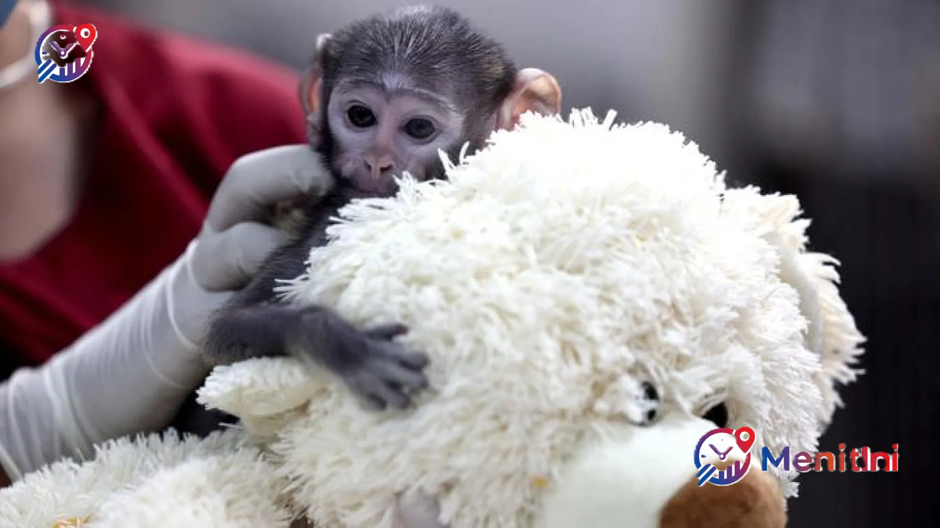 Kisah Haru Yuji, Bayi Monyet Patas yang Menemukan Kasih Sayang pada Seuntai Boneka