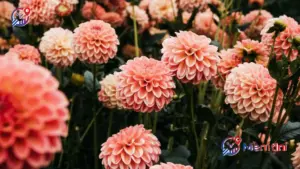 Menelusuri Rahasia Merawat Bunga Dahlia Agar Mekar Mempesona dan Tahan Lama