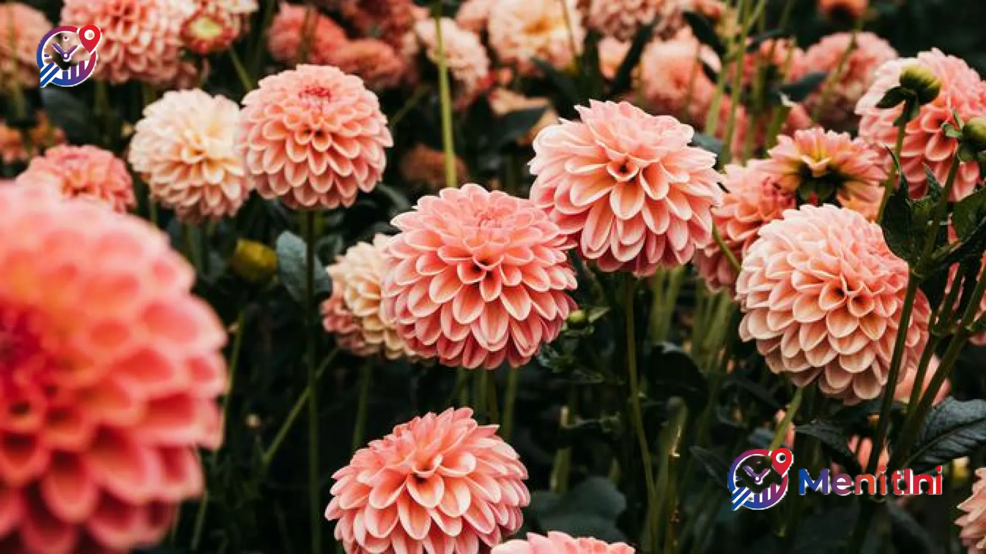 Menelusuri Rahasia Merawat Bunga Dahlia Agar Mekar Mempesona dan Tahan Lama