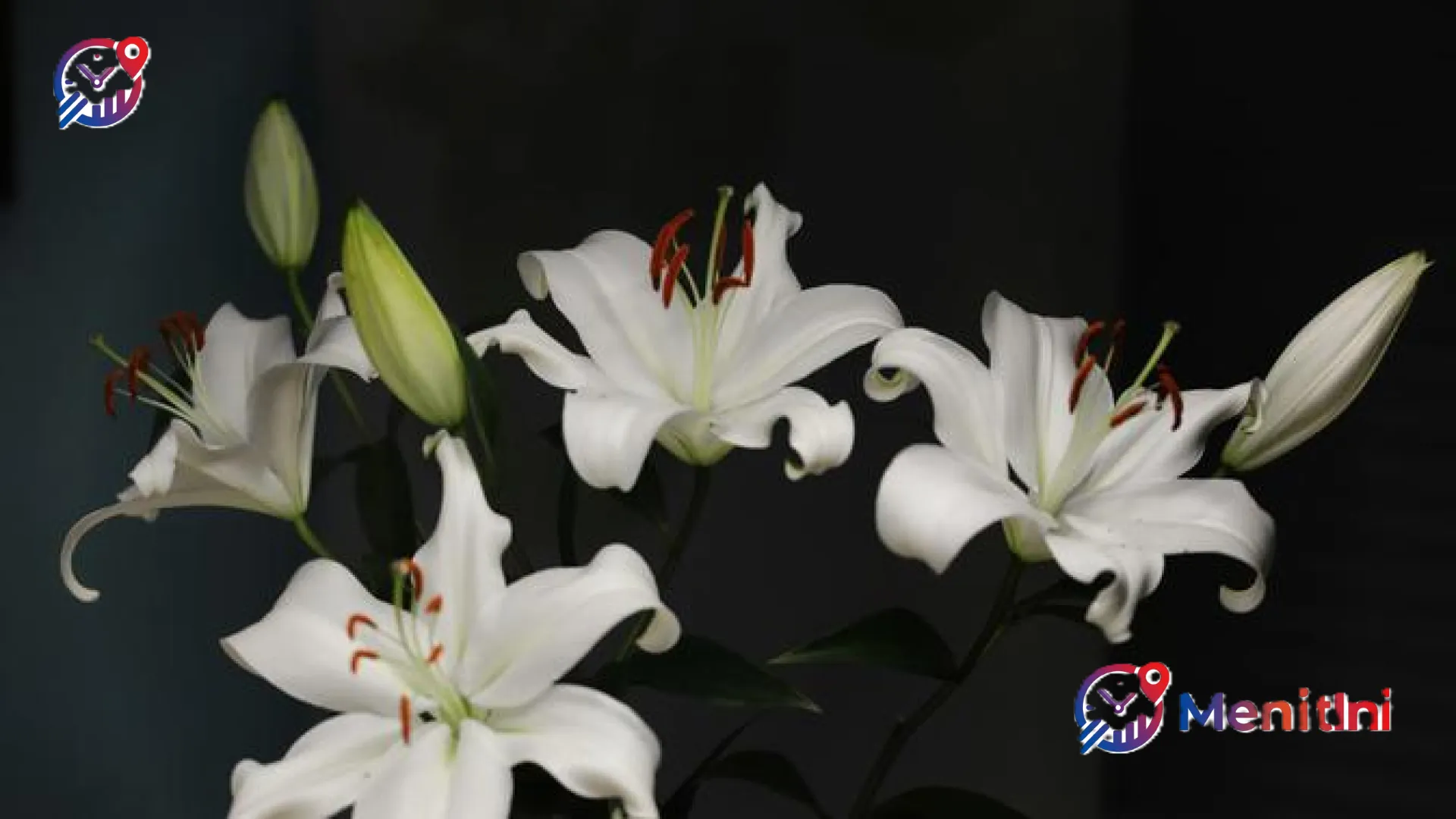 Panduan Lengkap Merawat Bunga Lili: Rahasia Mekar Sempurna dan Tetap Segar Lebih Lama