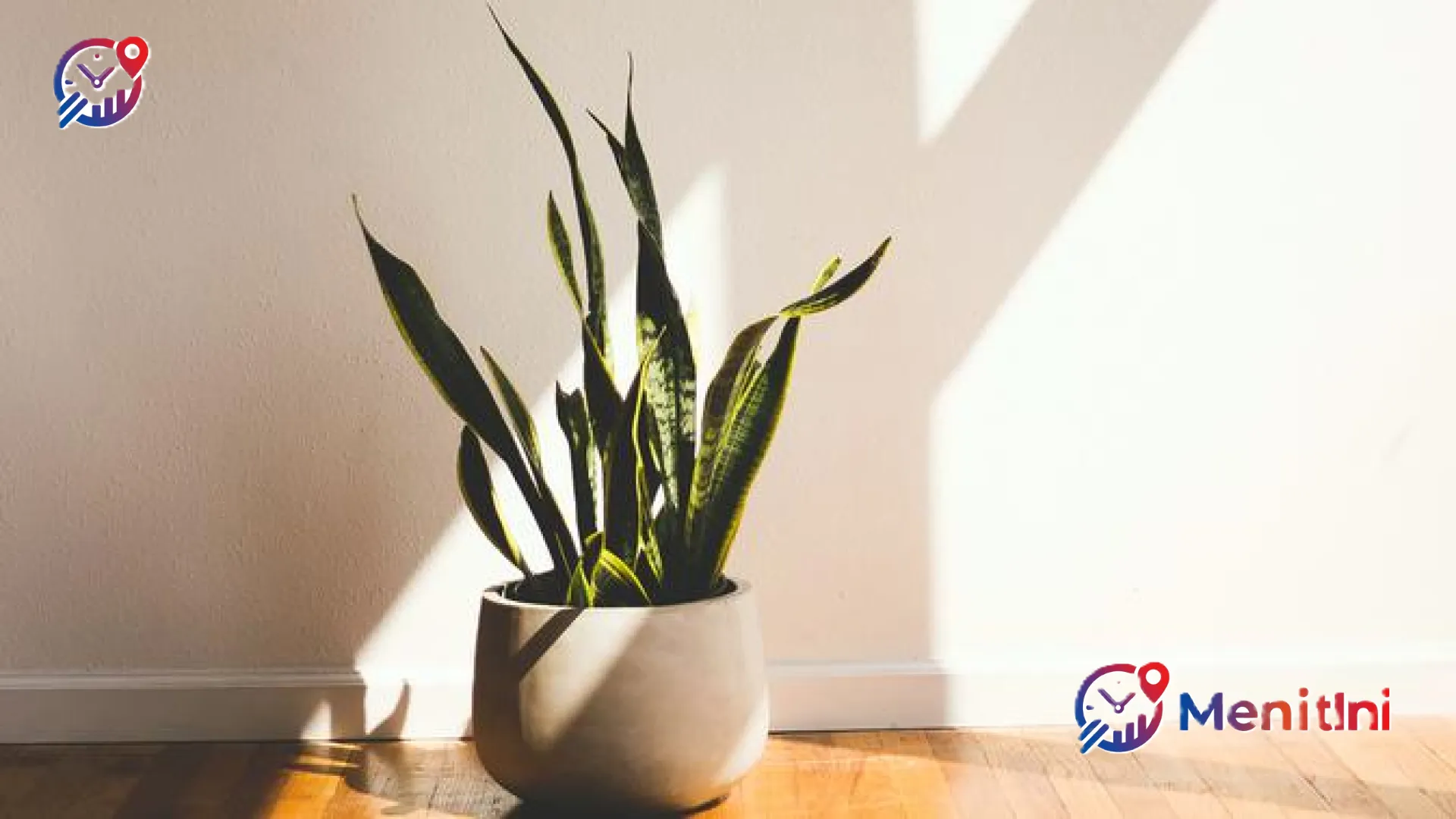 Panduan Praktis Merawat Lidah Mertua: Tanaman Hias Tangguh yang Tak Mudah Layu