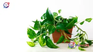 Rahasia Sirih Gading Tumbuh Rimbun dan Estetik: Panduan Lengkap Perawatan bagi Pemula