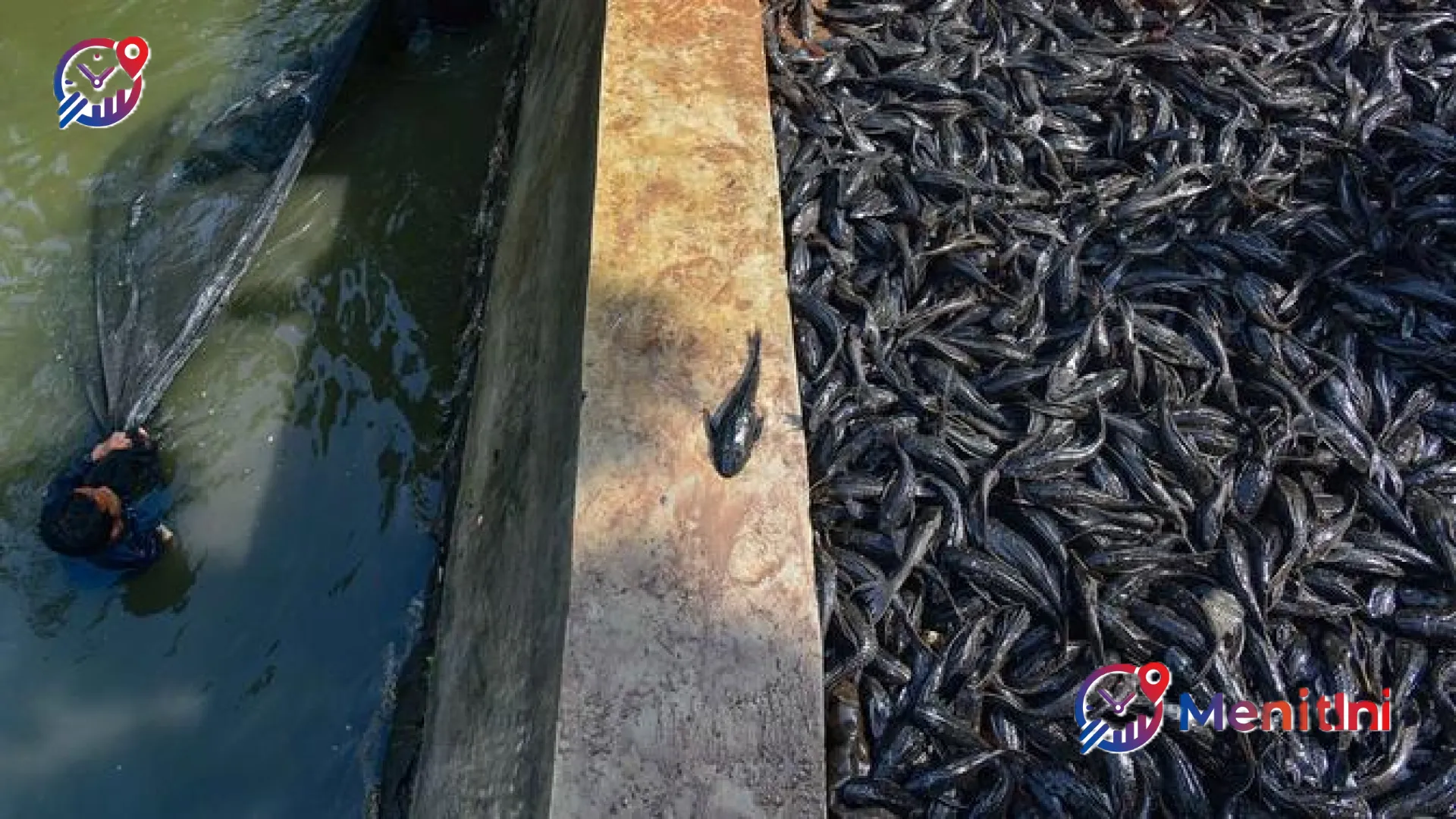 Waspada Bahaya Ikan Sapu-Sapu: Antara Dominasi Ekosistem dan Ancaman Serius bagi Kesehatan