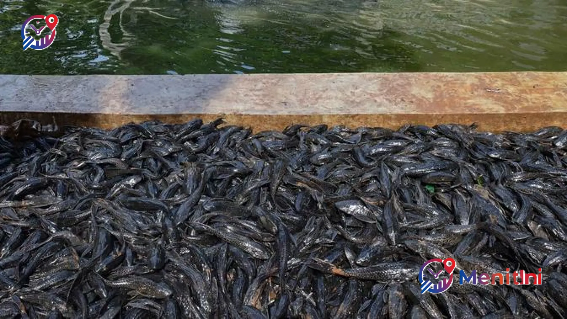 Waspada Racun Tersembunyi! Pakar IPB Ingatkan Bahaya Konsumsi Ikan Sapu-Sapu dari Sungai Tercemar